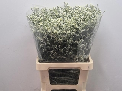 Limonium Sinense Mountain Diamond 70cm 35gr.
