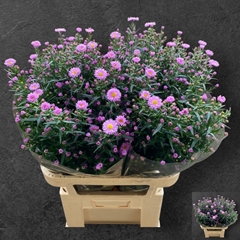 Aster Painted Lady 85cm 30gr.