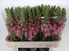 Antirrhinum Antibes Rose 75cm