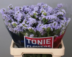 Limonium Sinuatum Donau Birds 60cm 35gr.