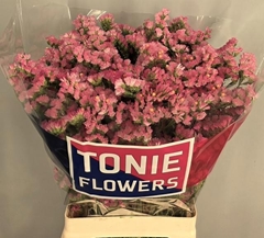 Limonium Sinuatum Peach Wings 65cm 25gr.