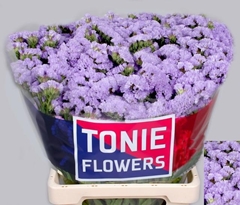 Limonium Sinuatum Luna Blue 60cm 35gr.
