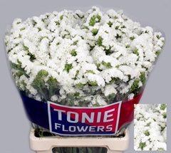 Limonium Sinuatum White Starlight Wings 70cm 25gr.