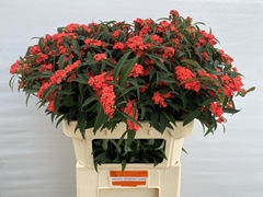 Euphorbia Fulgens Spray Marielle 80cm 15cm Hd