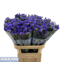 Limonium Sinuatum Crystal Dark Blue 80cm 50gr.