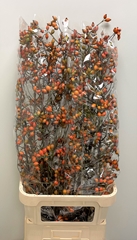 Rosa Zaffiro 110cm