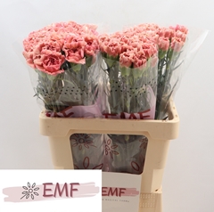 Dianthus Single Lady Dayana 60cm