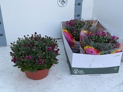 Chrysanthemum Yahou Lilac-Pink 23Ø 25cm