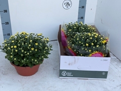 Chrysanth Chrystal Yellow 23Ø 27cm