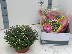 Chrysanth Mix 23Ø 27cm