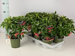 Ardisia Crenata 14Ø 35cm