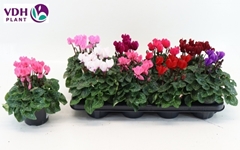 Cyclamen Super Serie Verano 12Ø 22cm