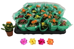 Kalanchoe Double Rosaline Mix 6Ø 12cm