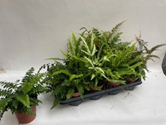 Ferns Mix 12Ø 30cm