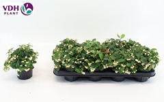 Gaultheria Ciao Bella White 12Ø 16cm