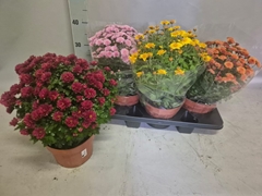 Chrysanthemum Mix 19Ø 40cm