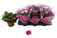 Kalanchoe Double Rosalina Don Victorio 15Ø 22cm