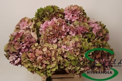 Hydrangea Glowing Alps Classic 60cm 14-16cm Hd