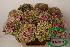 Hydrangea Glowing Alps Classic 75cm 15-17cm Hd
