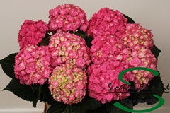 Hydrangea Royal Anastasia Pink 60cm 7-9cm Hd
