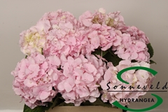 Hydrangea Lolly Pop Pink 60cm 8-10cm Hd