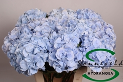 Hydrangea Verena Blue 60cm 13-15cm Hd