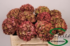 Hydrangea Royal Anastasia Classic 50cm 12-14cm Hd