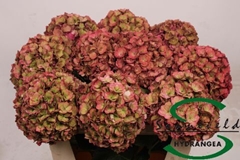 Hydrangea Royal Anastasia Classic 75cm 14-16cm Hd