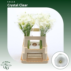Zantedeschia Crystal Clear 60cm