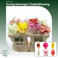 Zantedeschia Mixed 50cm Twisted
