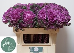Brassica First Lady 60cm