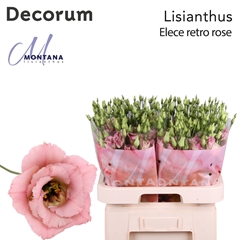Eustoma Double Elece Retro Rose 70cm