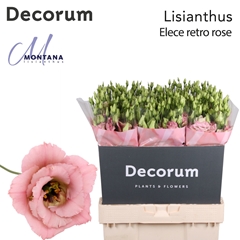 Eustoma Double Elece Retro Rose 70cm