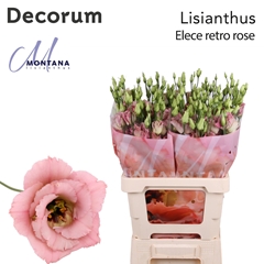 Eustoma Double Elece Retro Rose 70cm