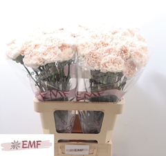 Dianthus Single Brut 65cm
