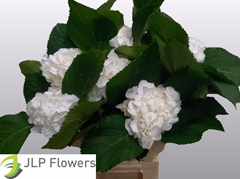 Hydrangea White Verena 60cm 13-15cm Hd