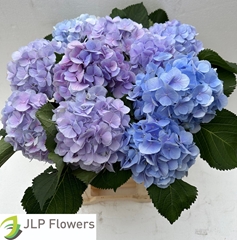 Hydrangea Verena Blue 60cm 18-20cm Hd