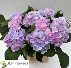 Hydrangea Verena 60cm 18-20cm Hd