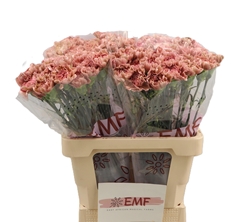 Dianthus Single Miss Marble 60cm