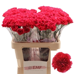 Dianthus Single Bizet 60cm