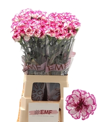 Dianthus Single Kino 70cm