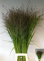 Panicum Thundercloud 110cm