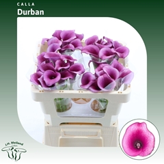 Zantedeschia Durban 50cm