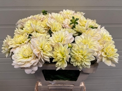Dahlia Diana's Memory 55cm