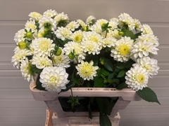 Dahlia White Isa 50cm