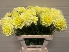 Dahlia Champagne 55cm
