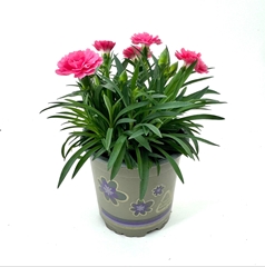 Carnation I Love U 11Ø 22cm