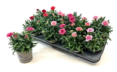 Carnation Mix 11Ø 18cm