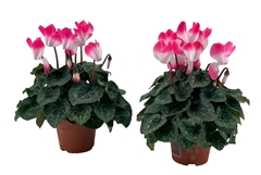 Cyclamen Midi Indiaka 9Ø 18cm