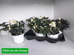 Helleborus Christmas Carol 17Ø 27cm